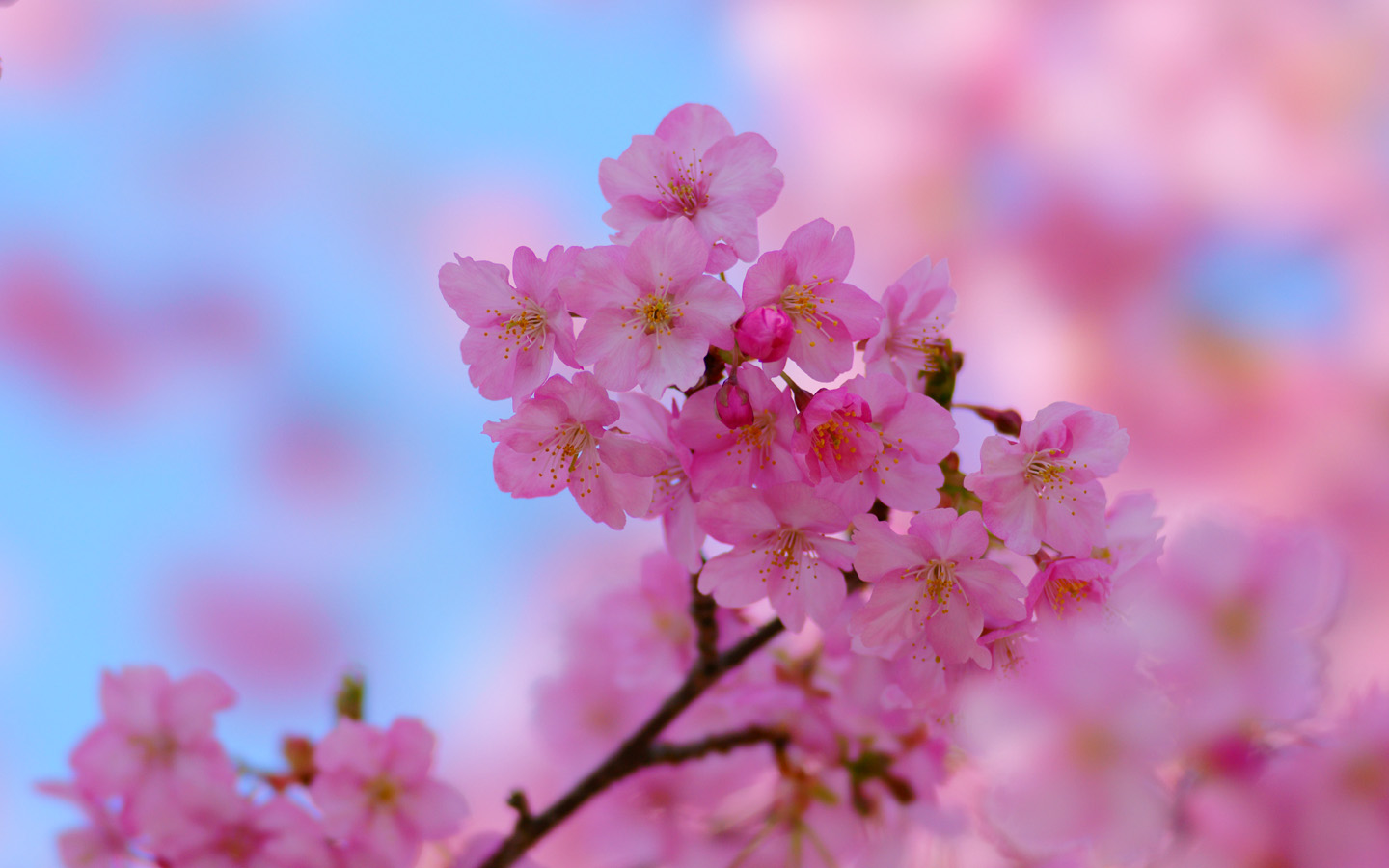 SAKURA